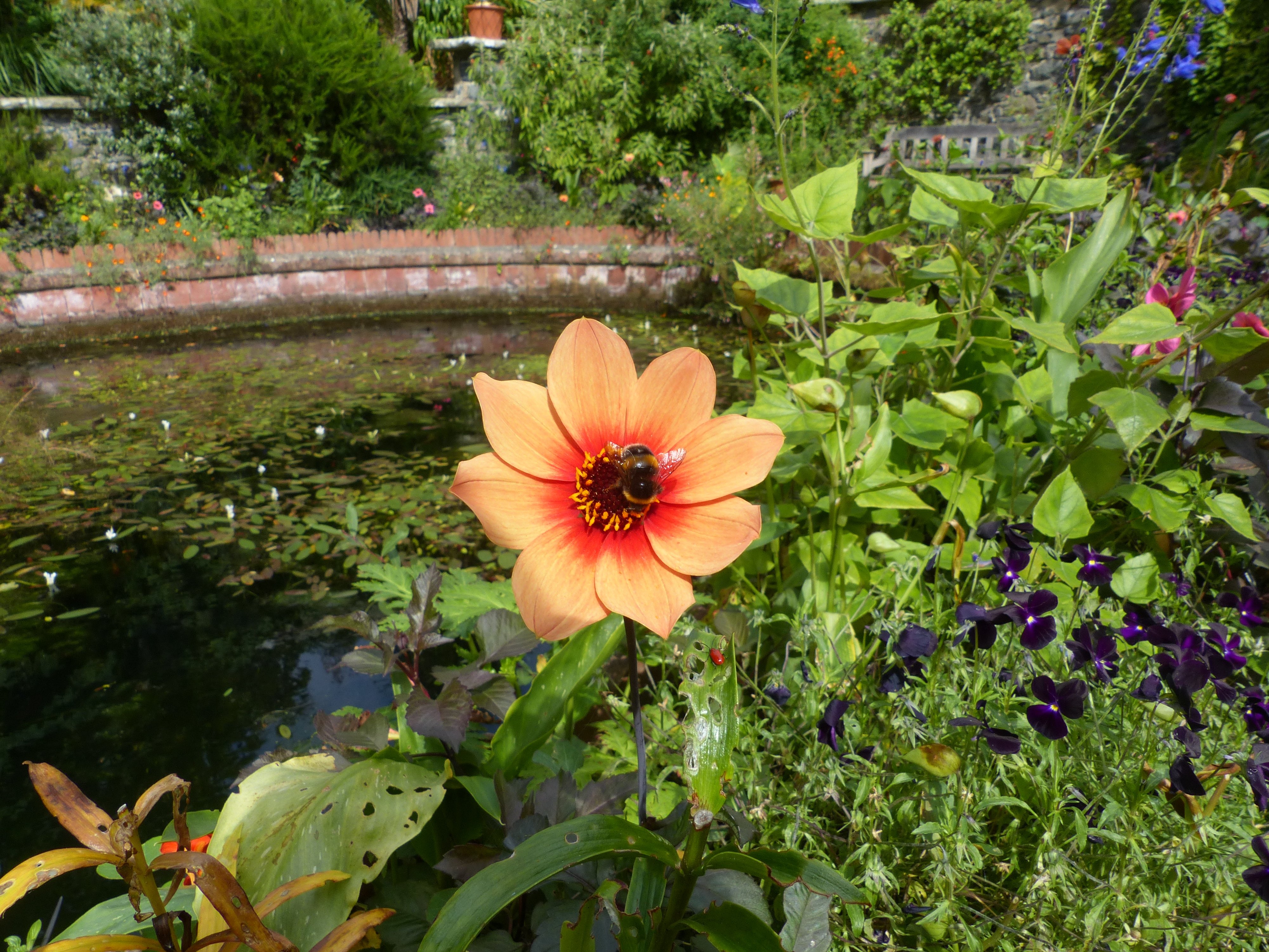 Dahlia 1 Bodnant.jpeg