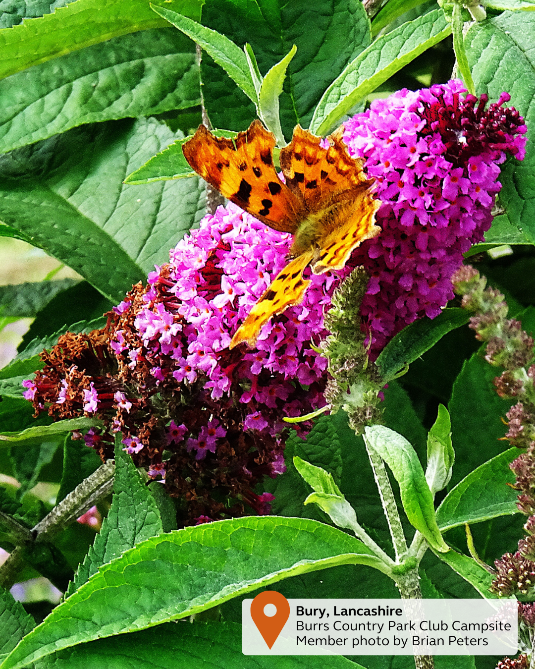 NEW - UGC Pin & Tag (41).png