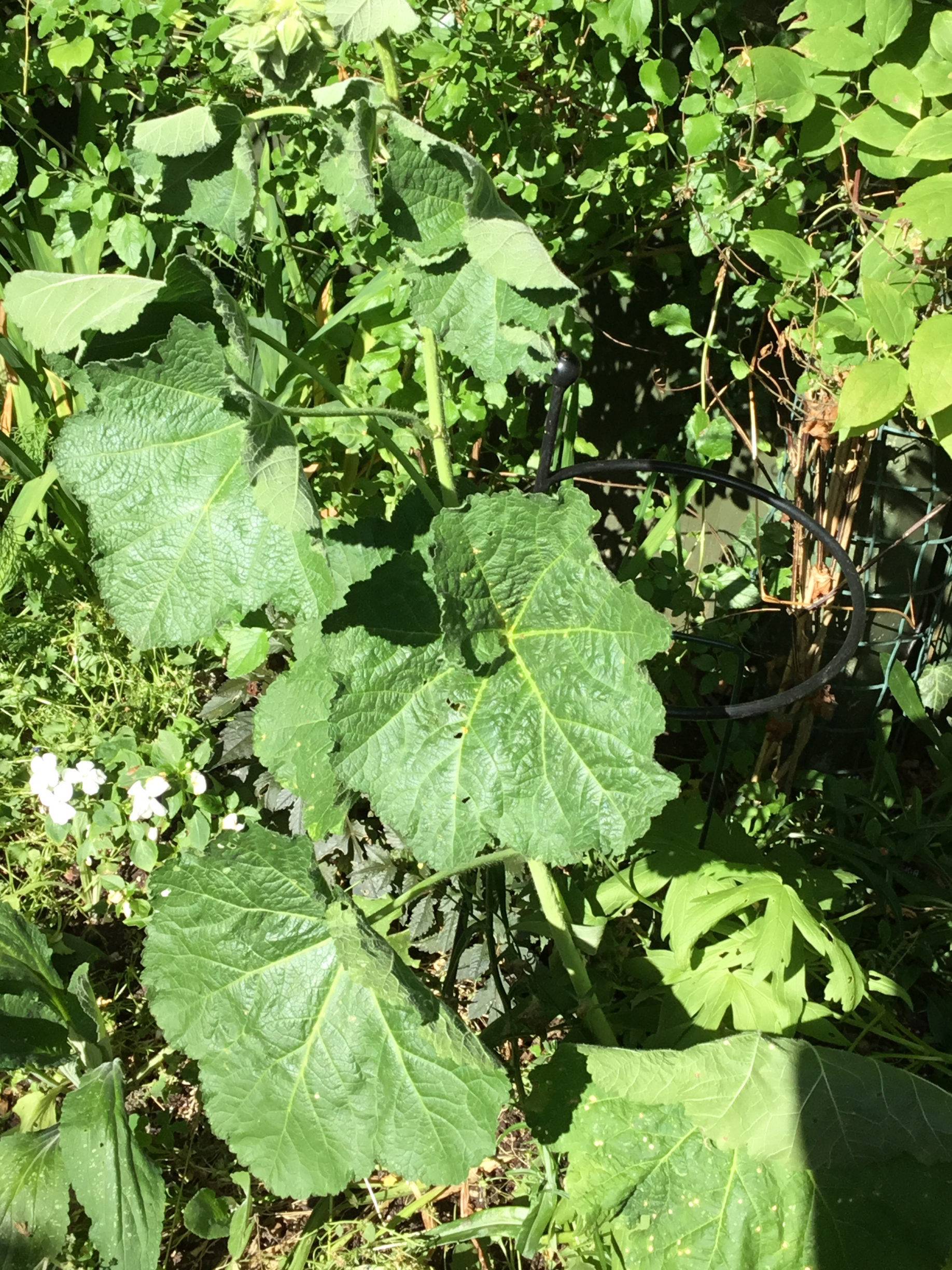 IMG_0158.jpeg