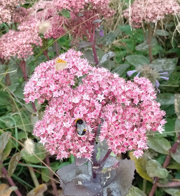 Small Copper wings closed.jpg