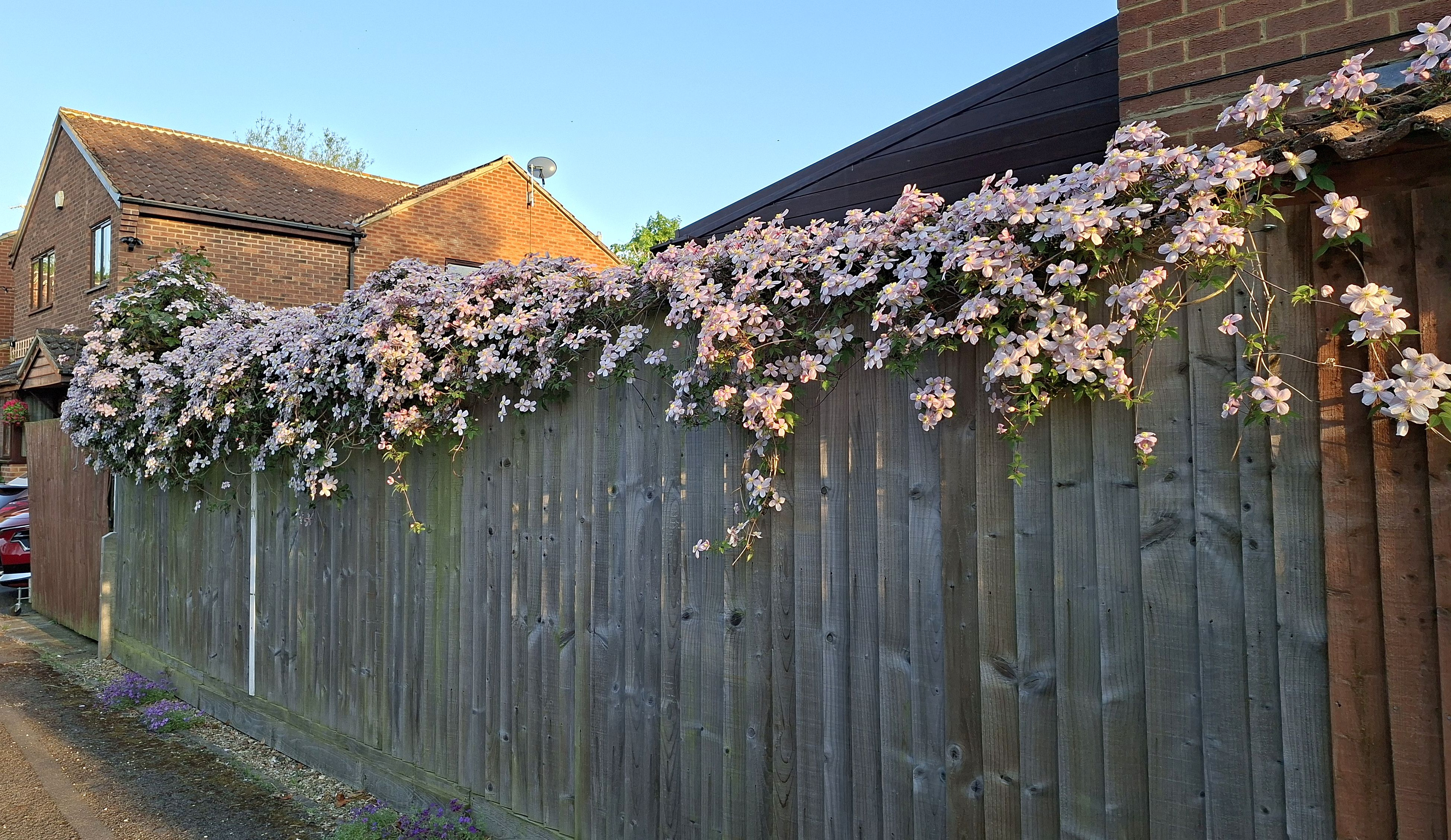 FenceClematis.jpg