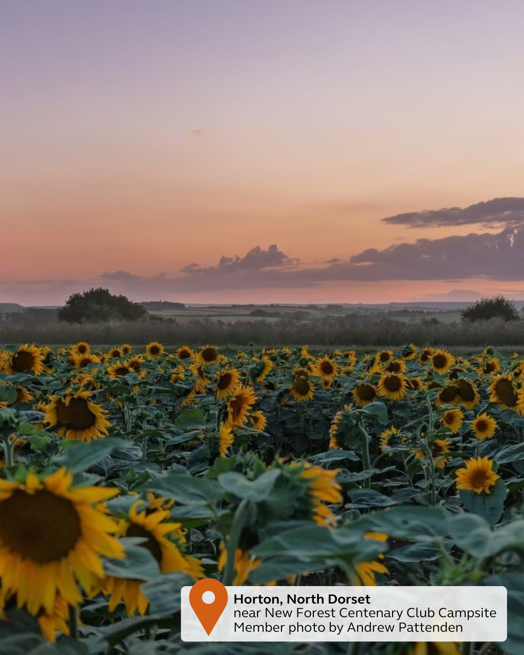 NEW - UGC Pin & Tag (44).png