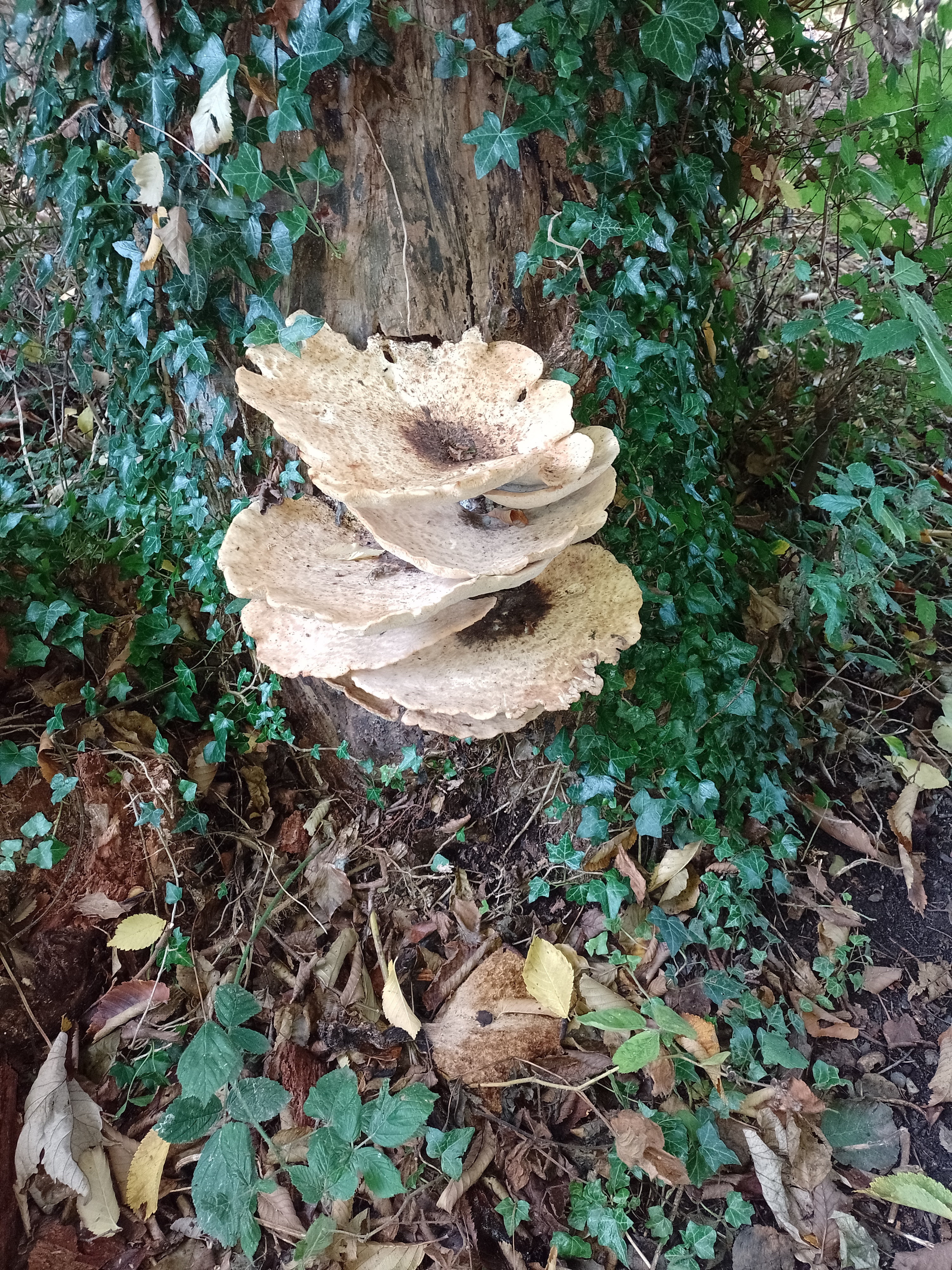 Dryad's Saddle.jpg