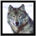 Wolfen.jpg