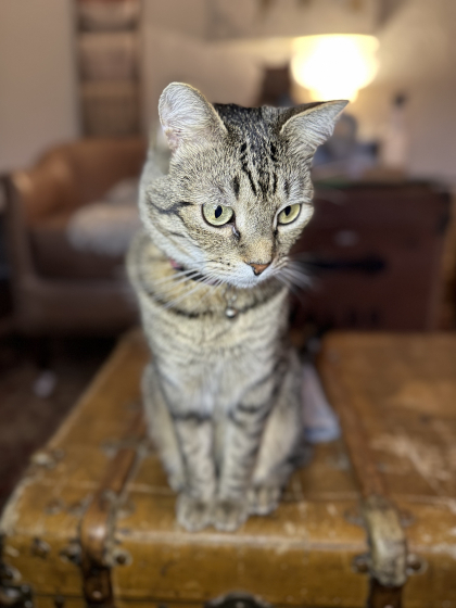 Avatar