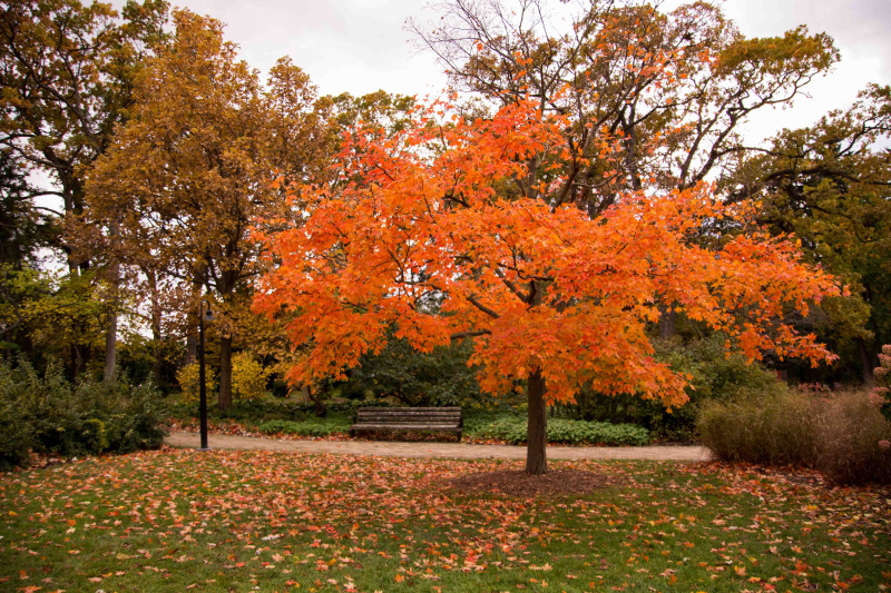 DSC_6981 Arboretum tree with bench resized.jpg