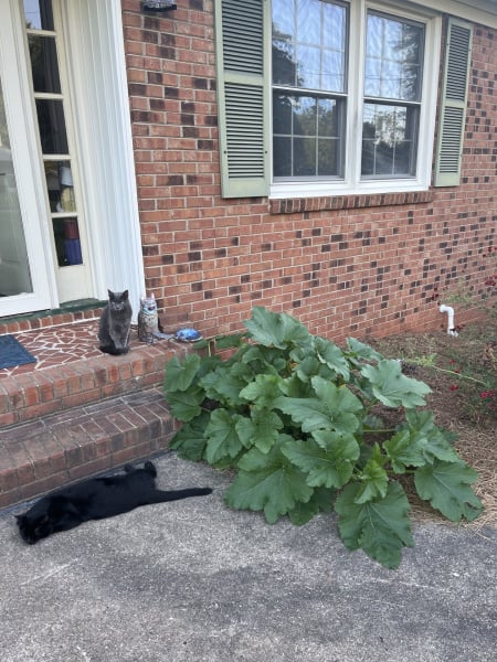 pumpkin plant.jpeg