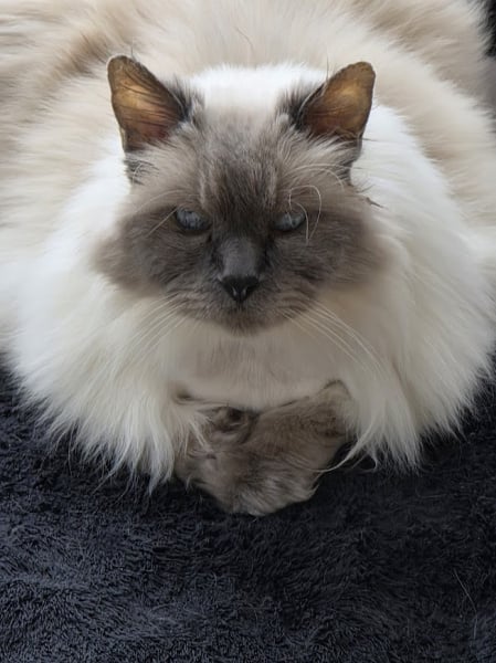 20250702_115047 Cammie's last day before being put down 7-2-2025.jpg