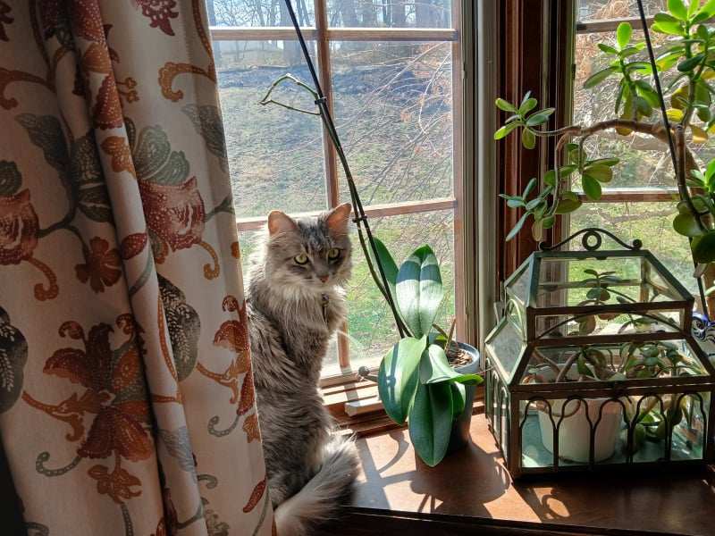 Misty on Bay window sill 2.jpg