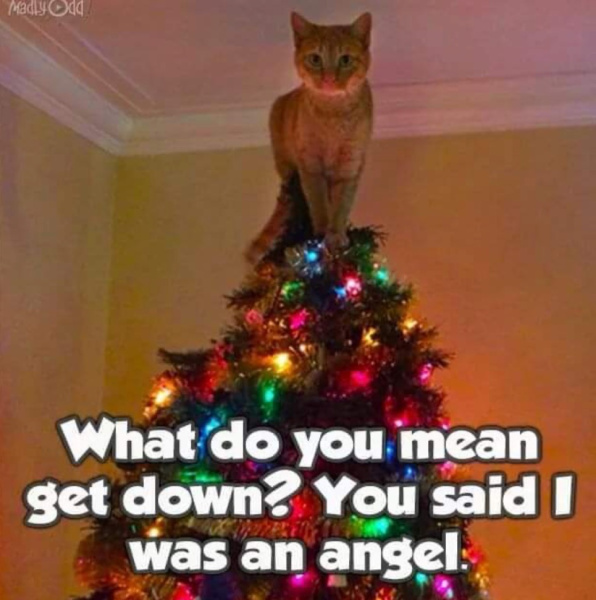 What do you mean get down.jpeg