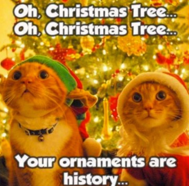 cat xmas.jpeg