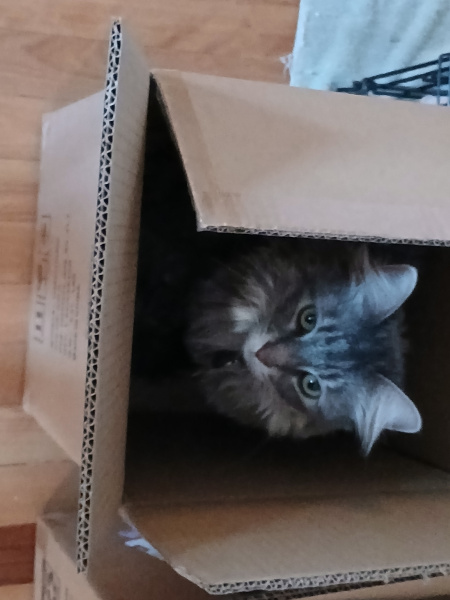 Misty in box 2 3 27 25.jpg