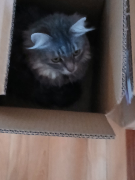 Misty in Box 3 27 25 1.jpg