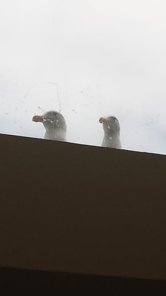 Seagulls.jpg
