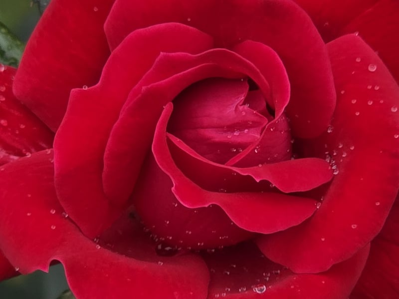 20260916_152437 last rose of summer 2026.jpg