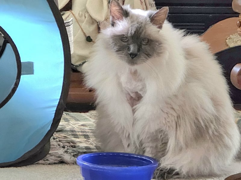 20250624_151413 Cammie coming home from the vet with the bad news 6-24-2025.jpg