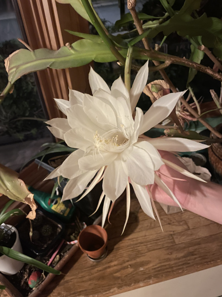 IMG_5486.jpeg