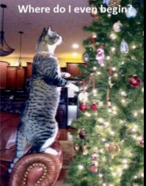 cat xmas where do i begin.jpeg