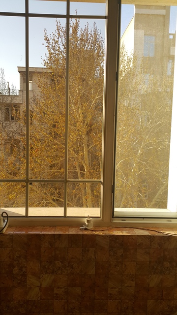 Early signs of spring through my kitchen  window