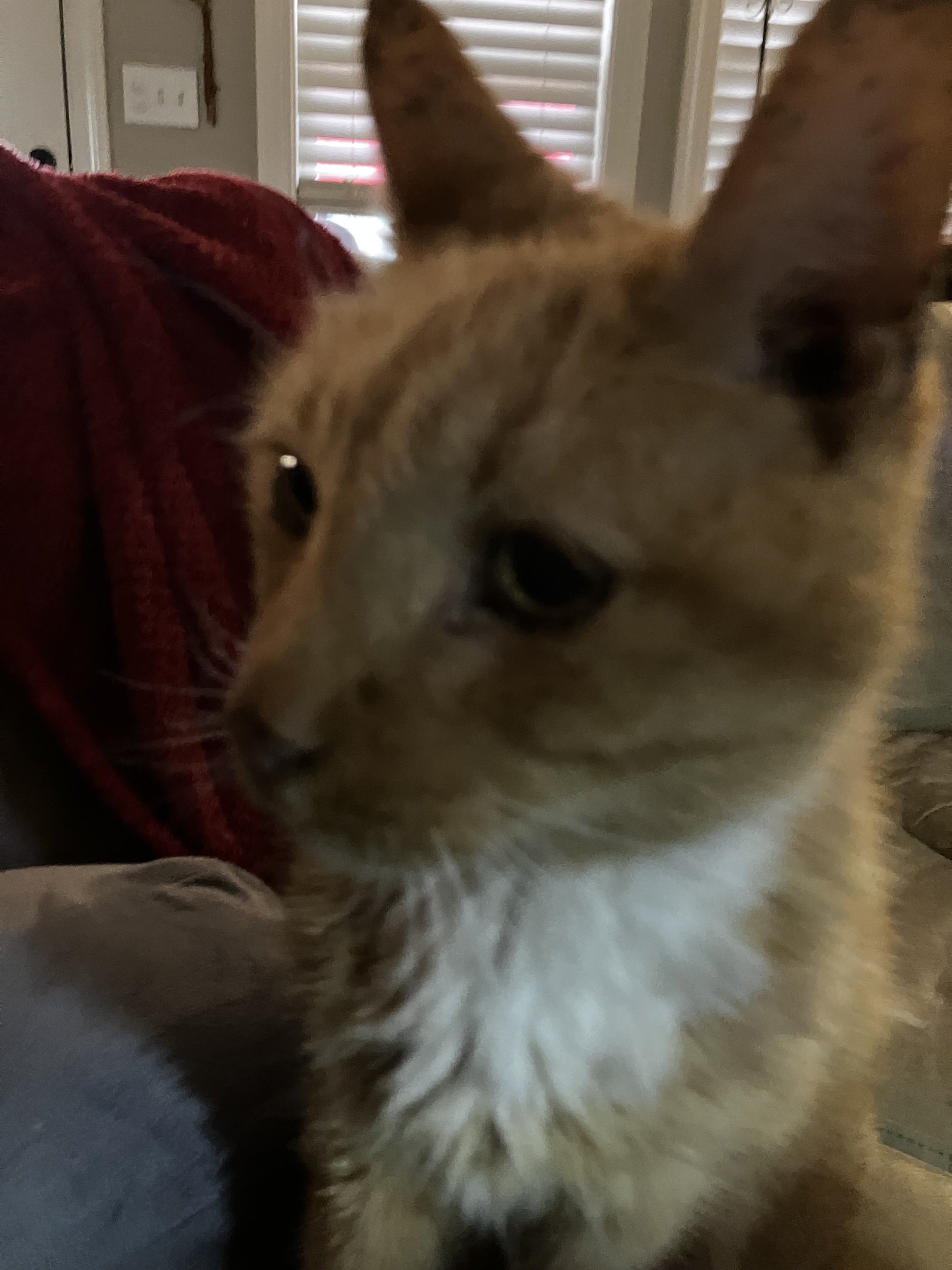 IMG_4061.jpeg