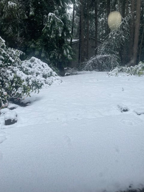 The backyard with snow.jpg