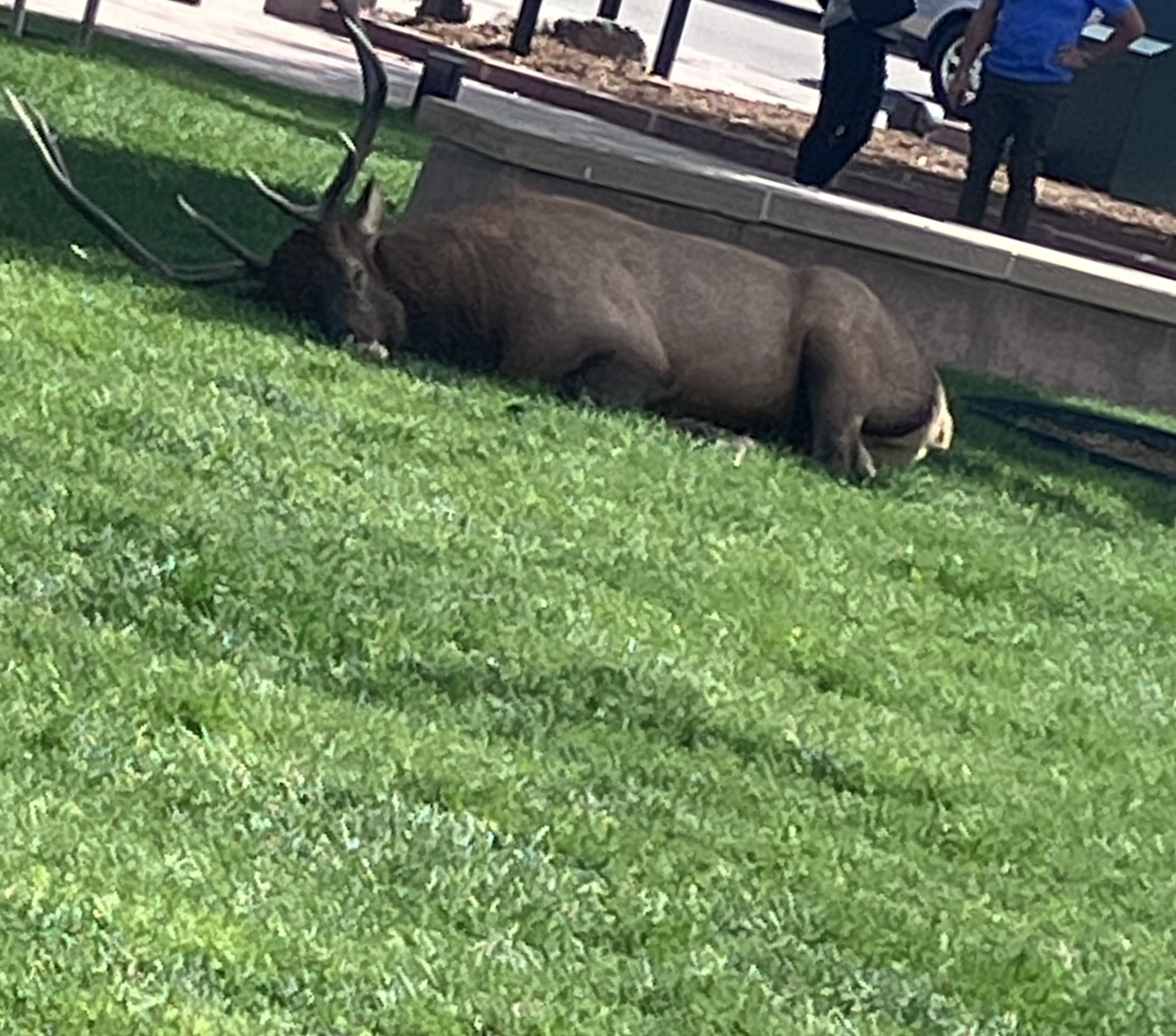 IMG_1683.jpeg