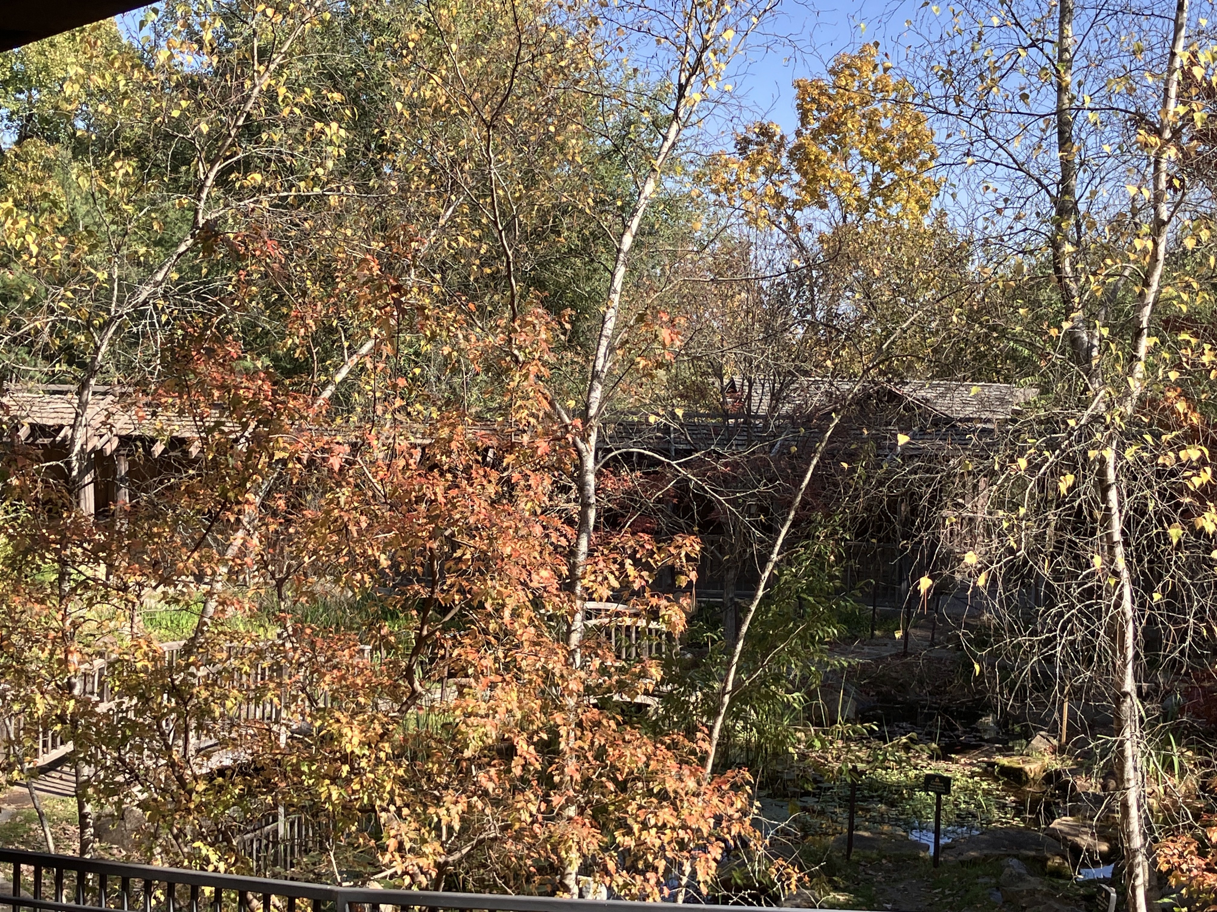 IMG_2474.jpeg