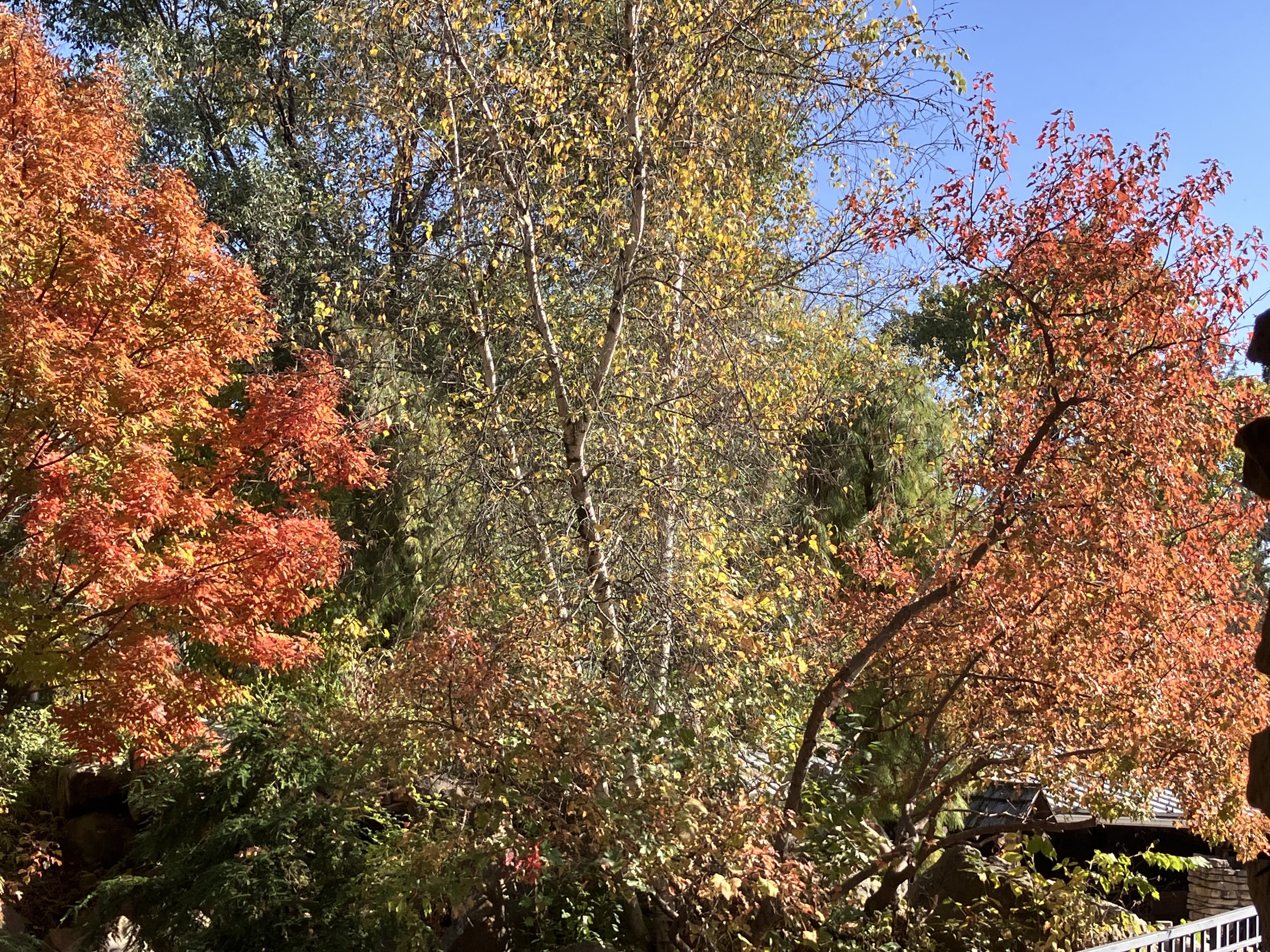 IMG_2473.jpeg