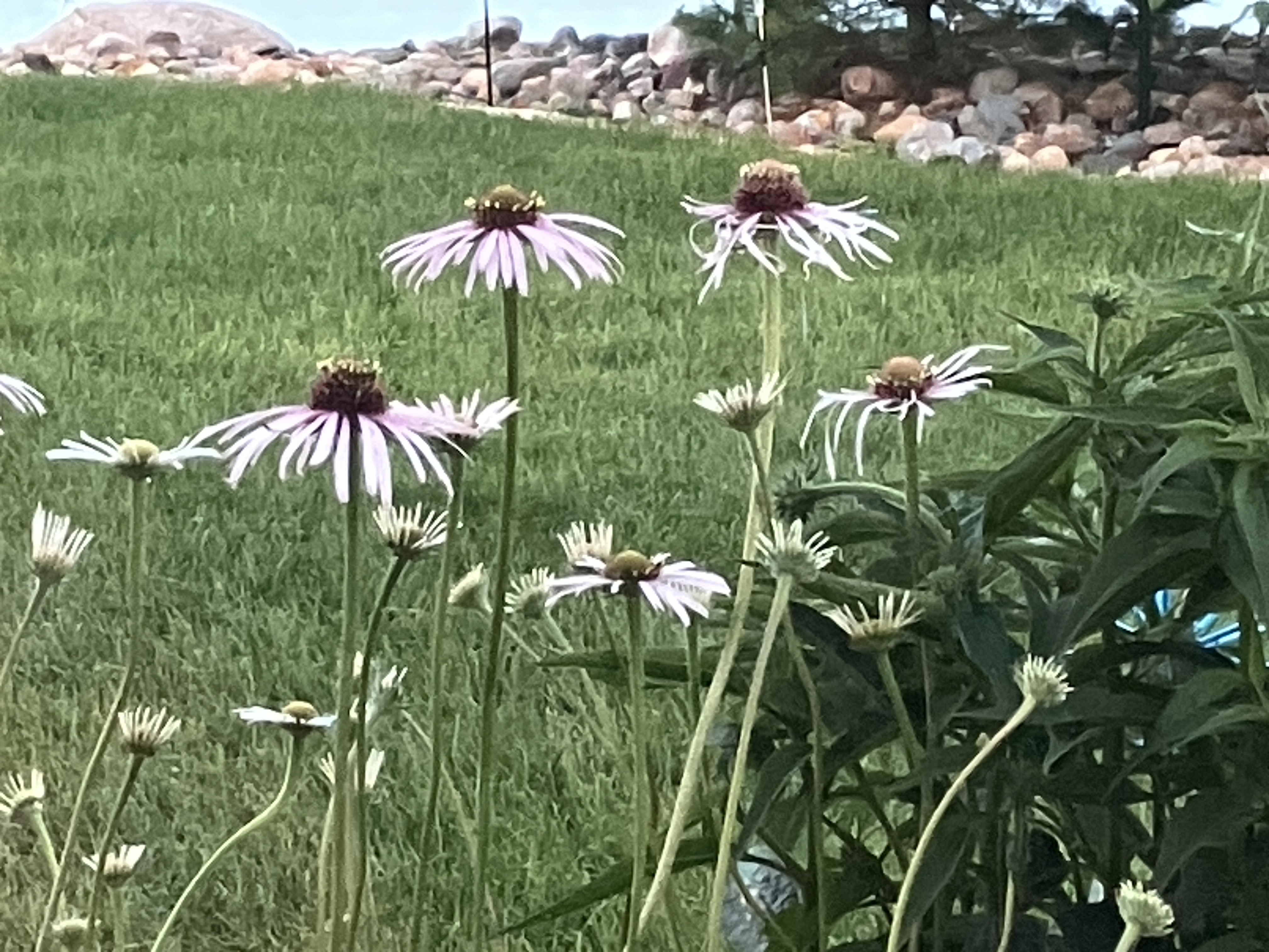 IMG_2150.jpeg