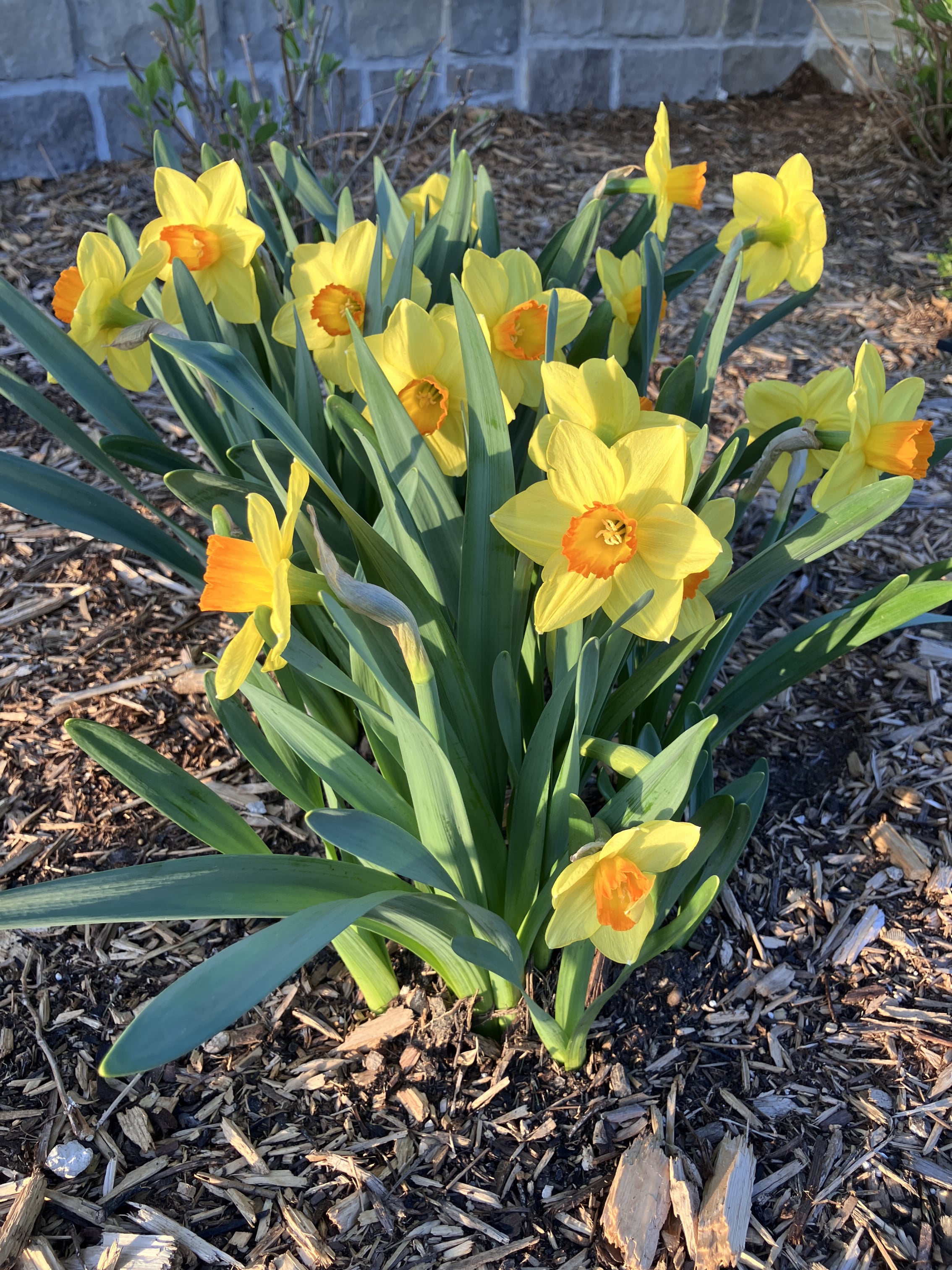 IMG_2045.jpeg