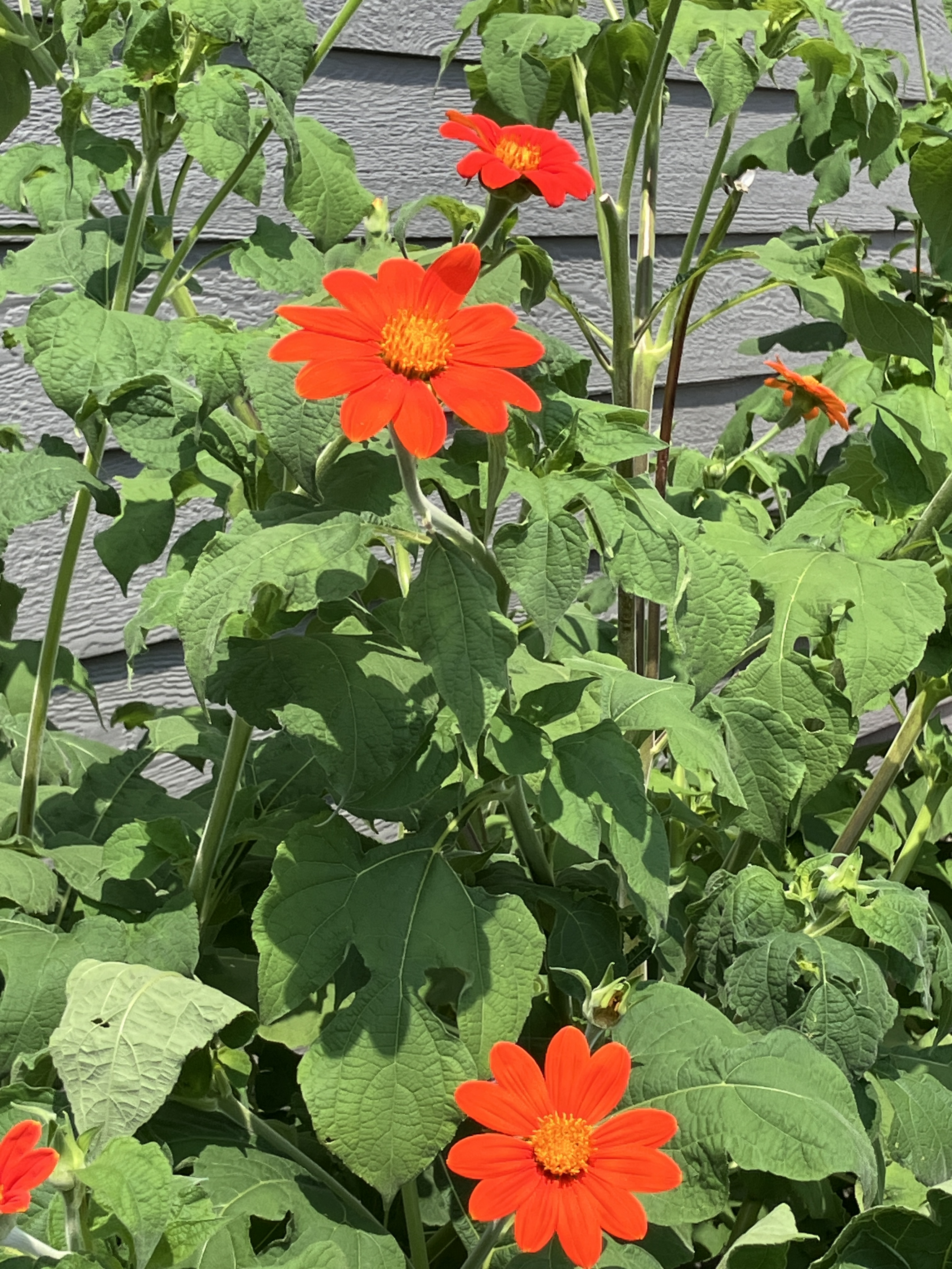 IMG_2258.jpeg