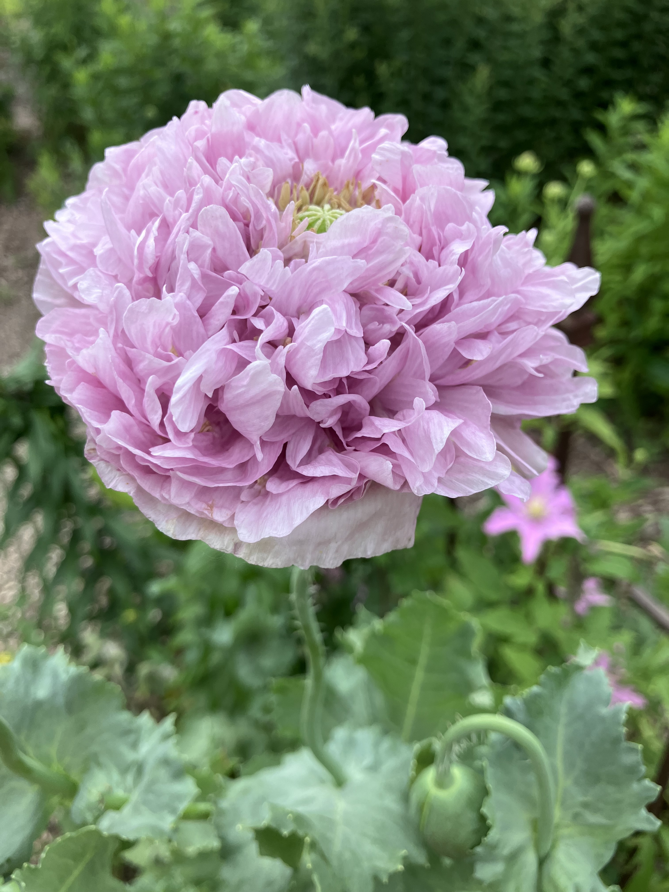 IMG_0516.jpeg