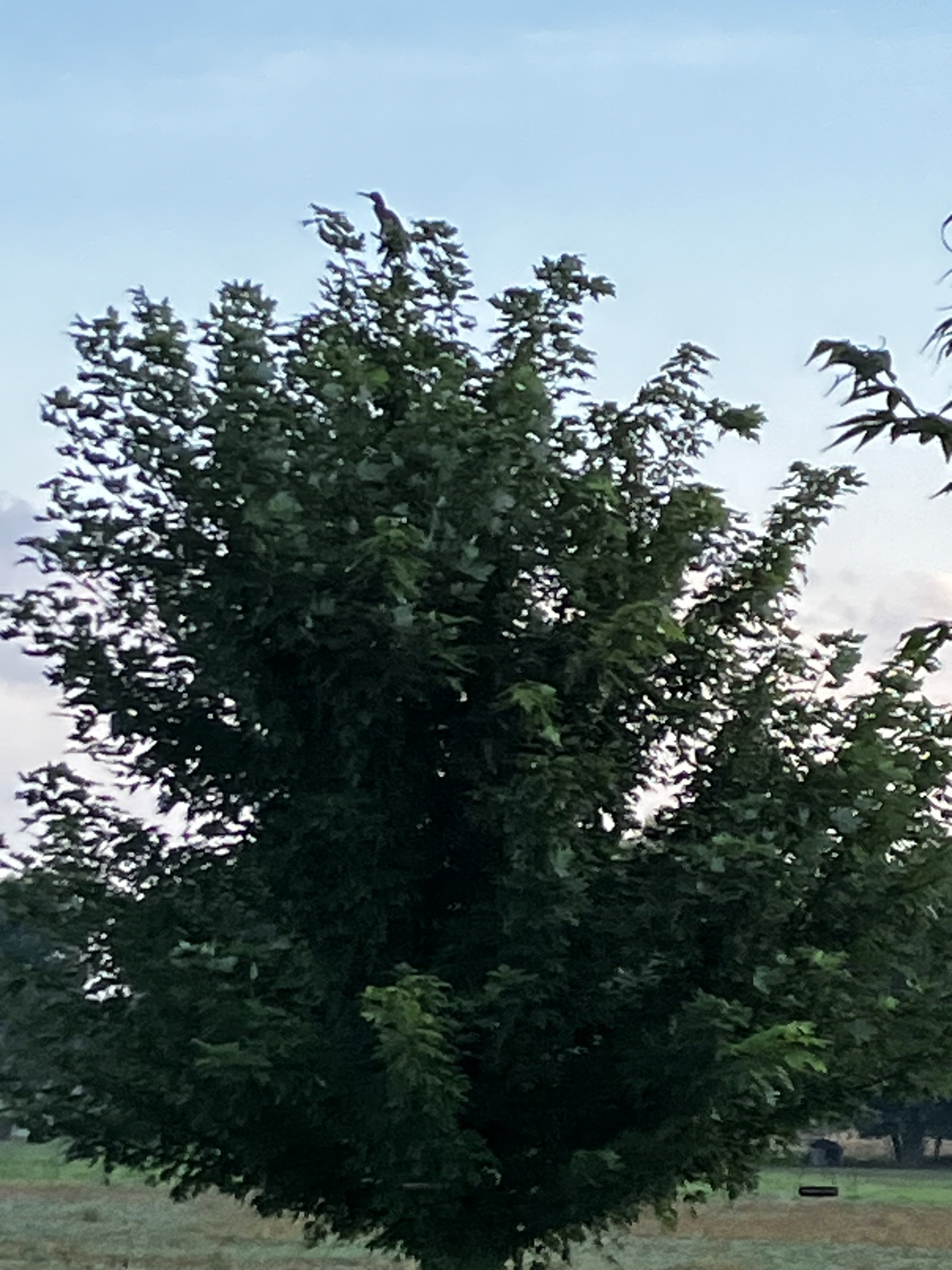 IMG_3786.jpeg