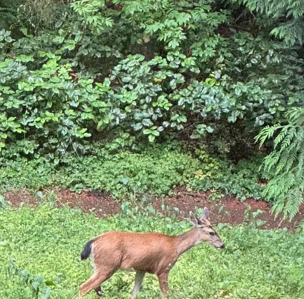Deer near yard.jpg