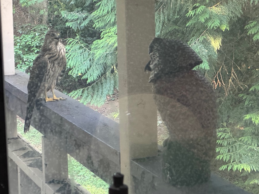 unhappy hawk.jpg