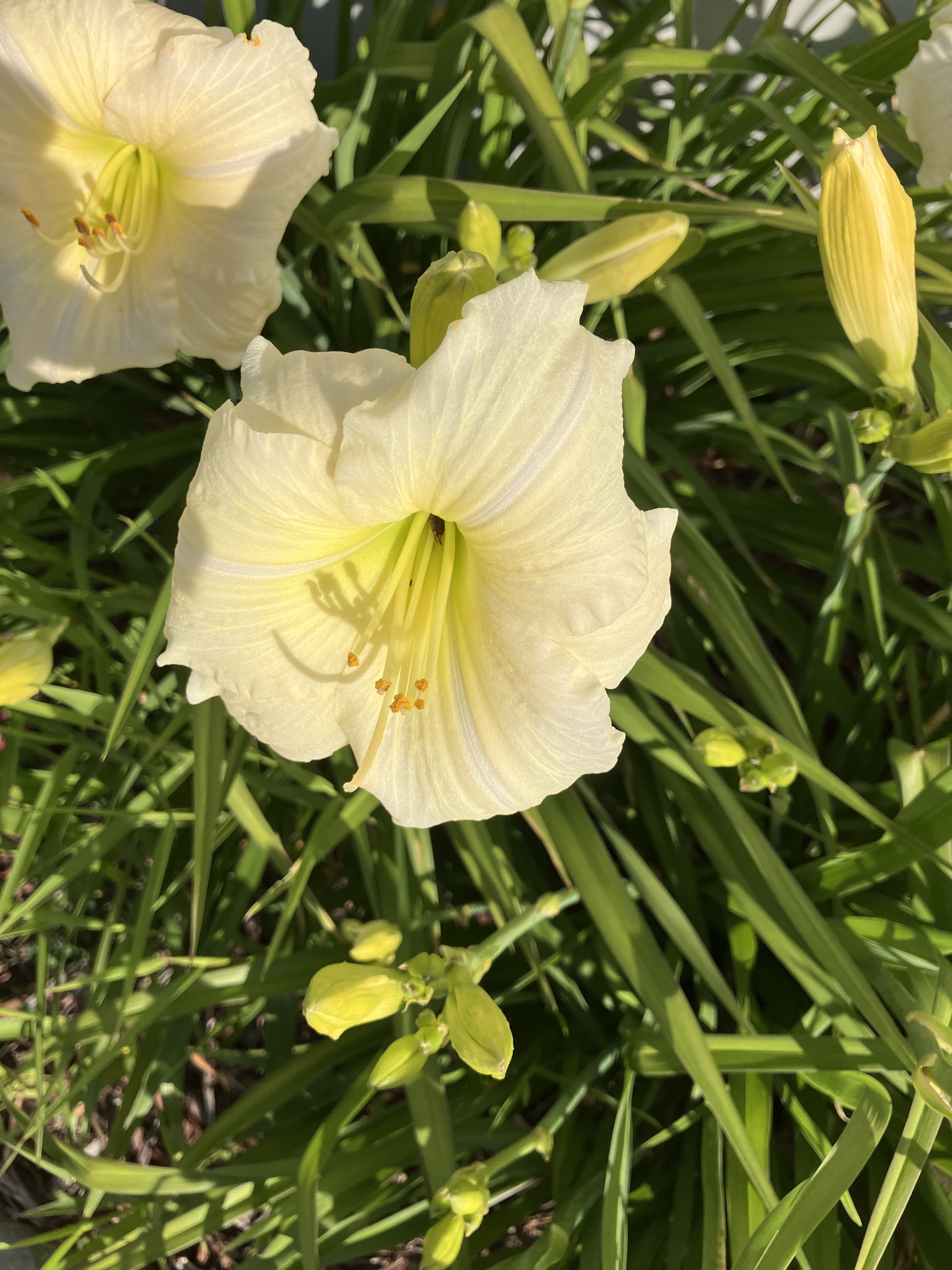 IMG_2175.jpeg