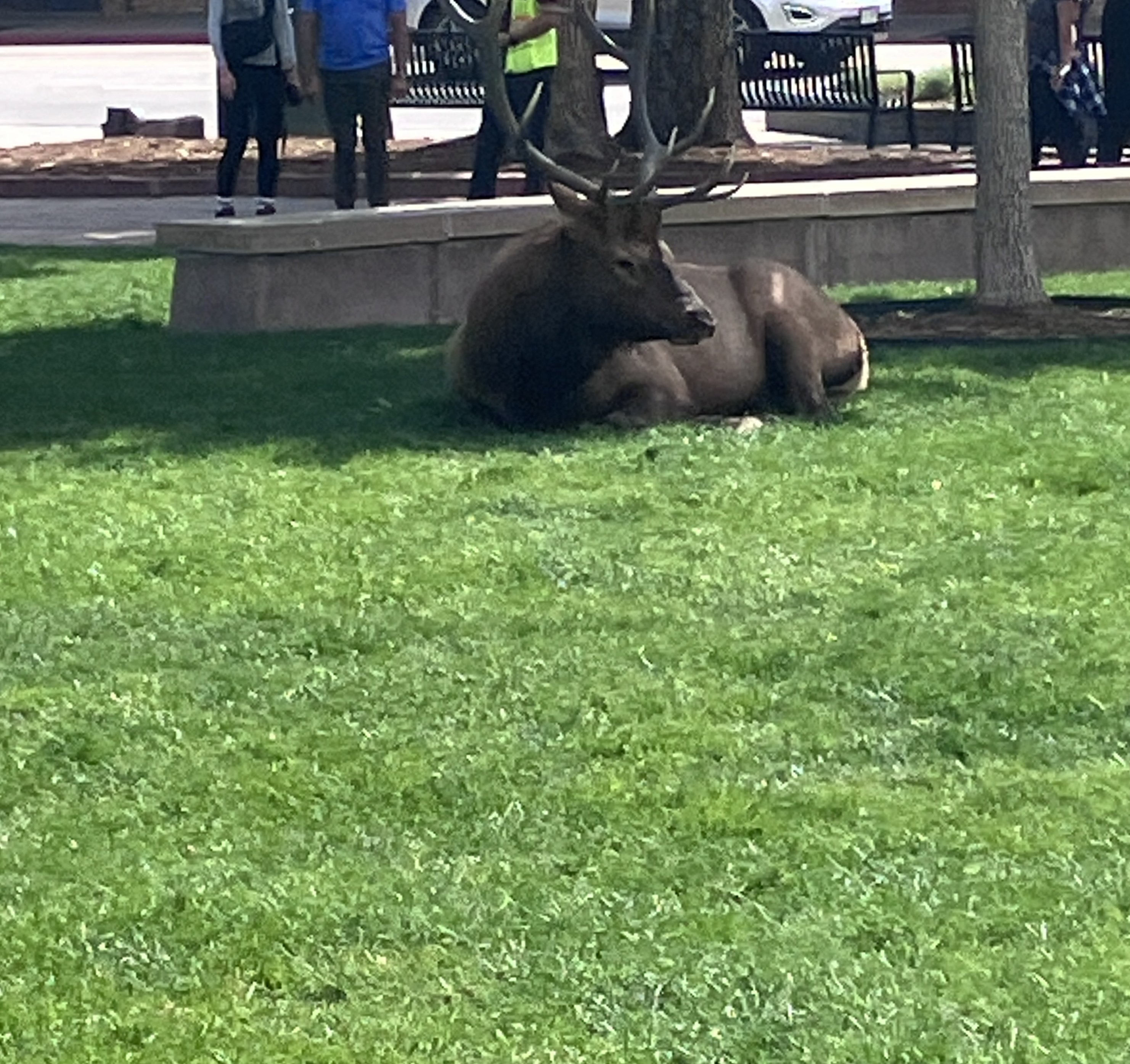 IMG_1686.jpeg