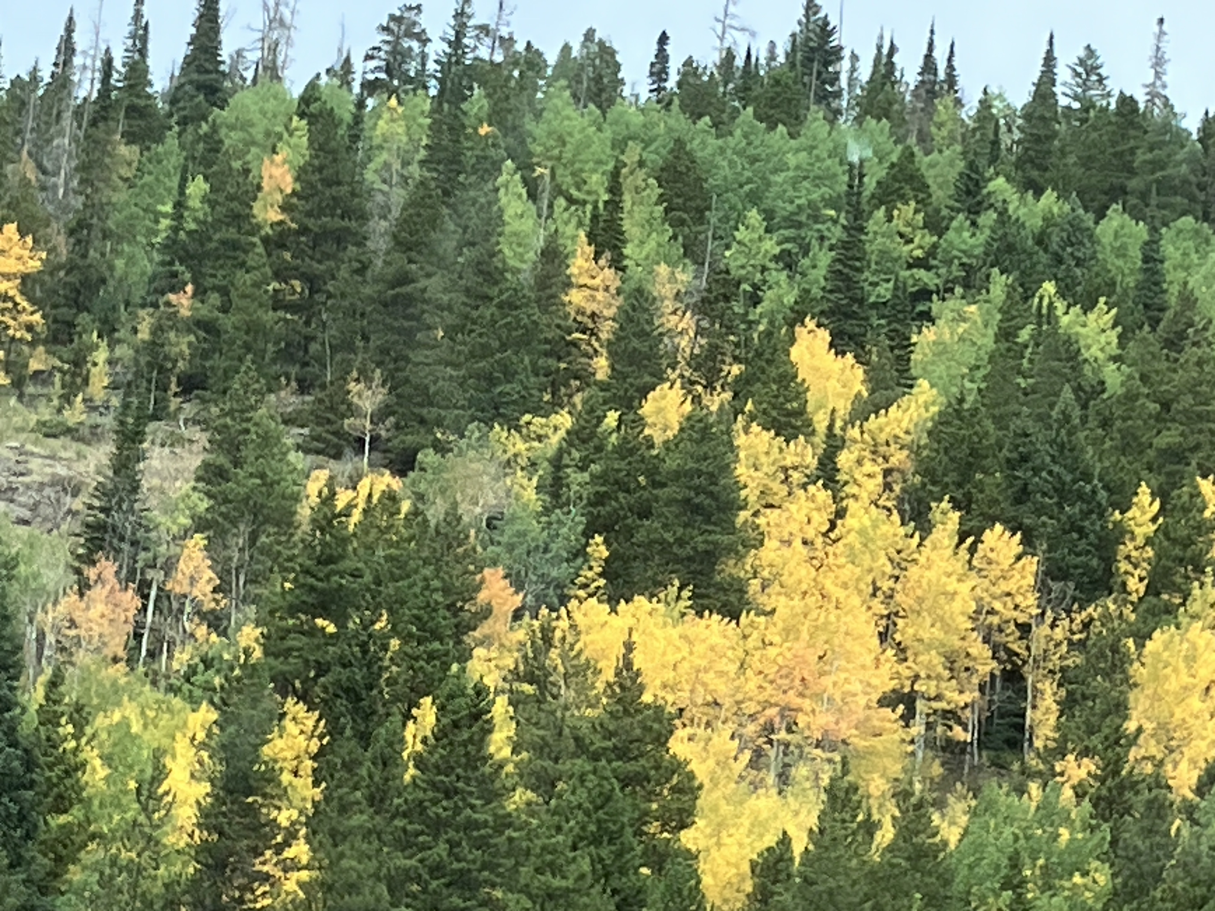 IMG_1600.jpeg