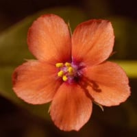thescarletpimpernel