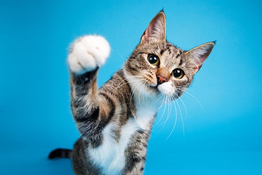 cat.jpeg