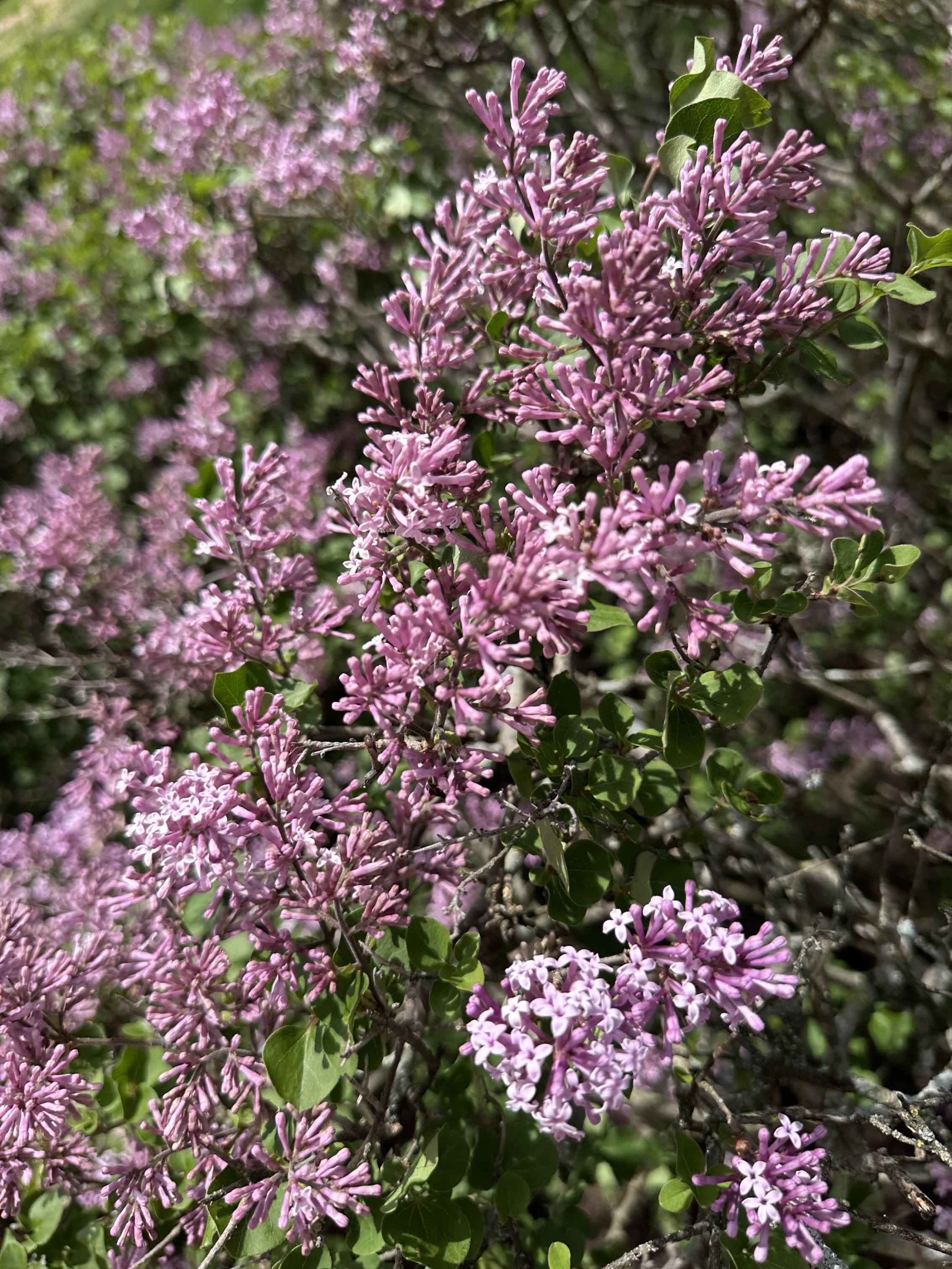 Lilacs.jpeg