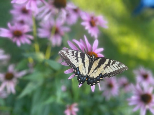 buterf.jpg