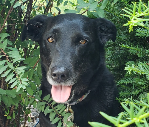 Luna hanging in the shrubs