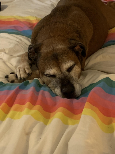 Lucy lying down on the job