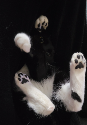 2d4e701a0f8dc2b71c64272380c1c866-huge-ch