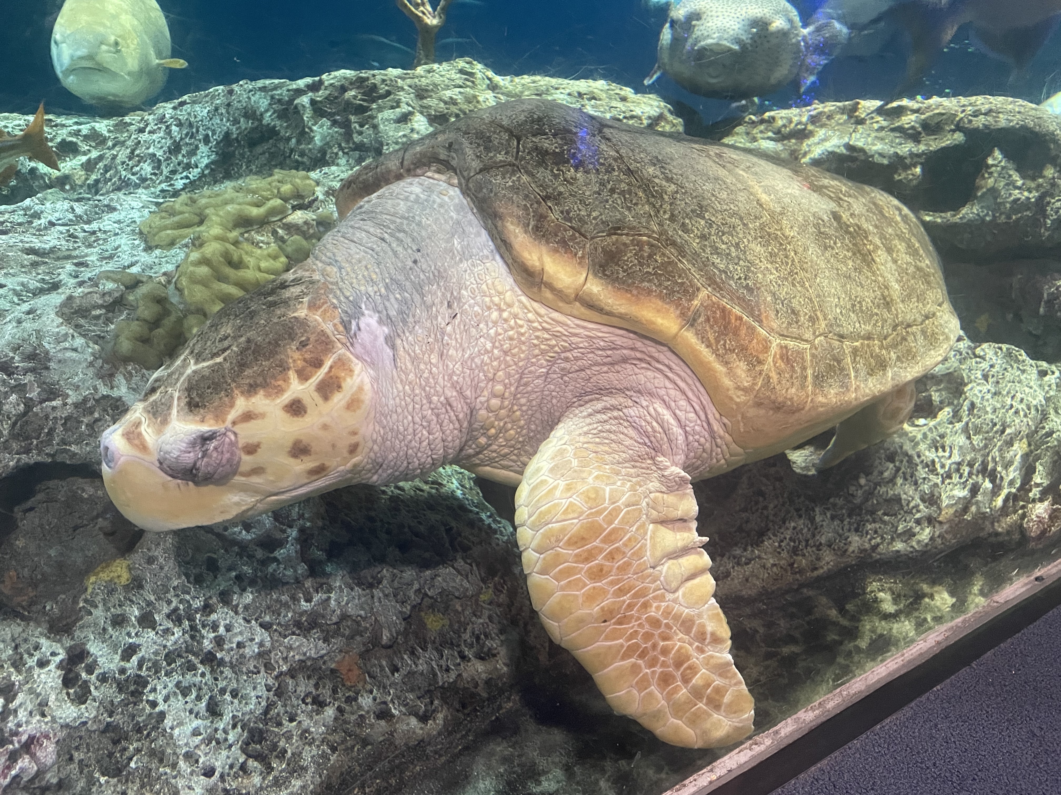 20d1f154fa9f52a02d4f2312aa241ea2-origina