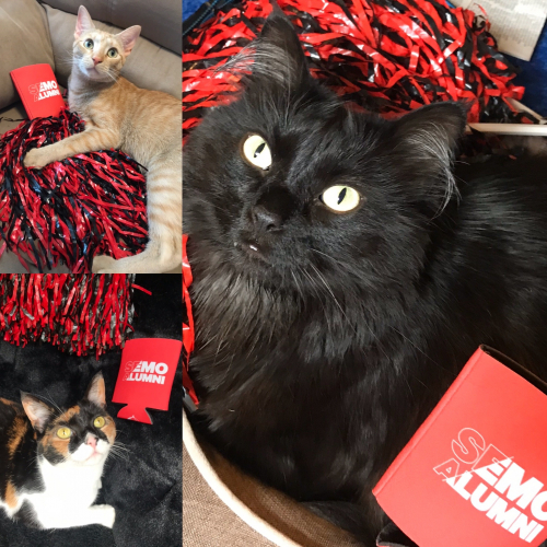 784cc8bb335ebeee617d84024fdc4660-huge-se