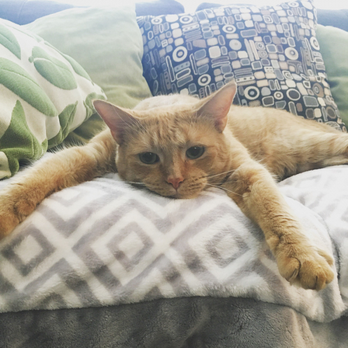 8c6b0c2b30de03620531d54673fd0abe-huge-ra