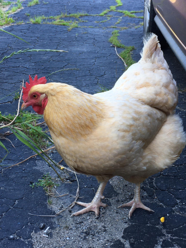 cb1b9afb4712e94ba27f0f05b951985b-huge-29