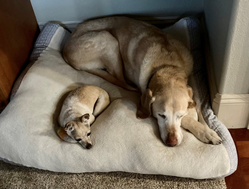 d2848ad1c6aee40ef134ac2f3eb18ccf-huge-do